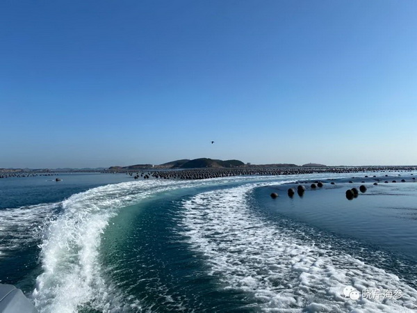 大連海參,曉芹海參,海參,海參捕撈,海參原產(chǎn)地,秋參.jpg